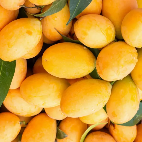 3066 e1752679430537 600x600