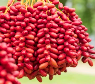 1988 result e1753628347545 360x320