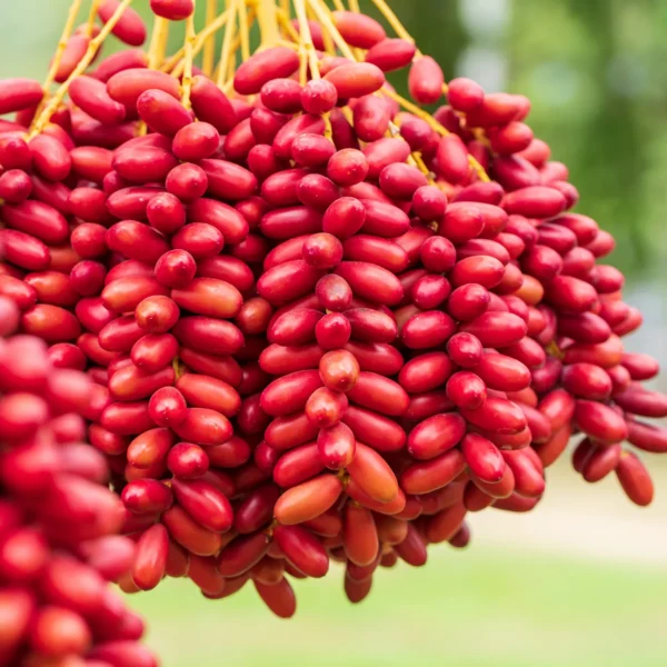 1988 result e1753628347545 600x600